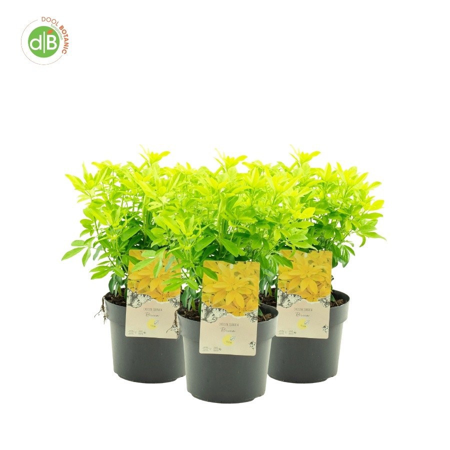 Choisya ternata 'Brica', D 19