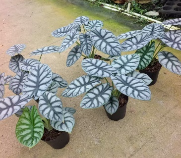 Алоказия сильвер драгон 12 35 (предзаказ)