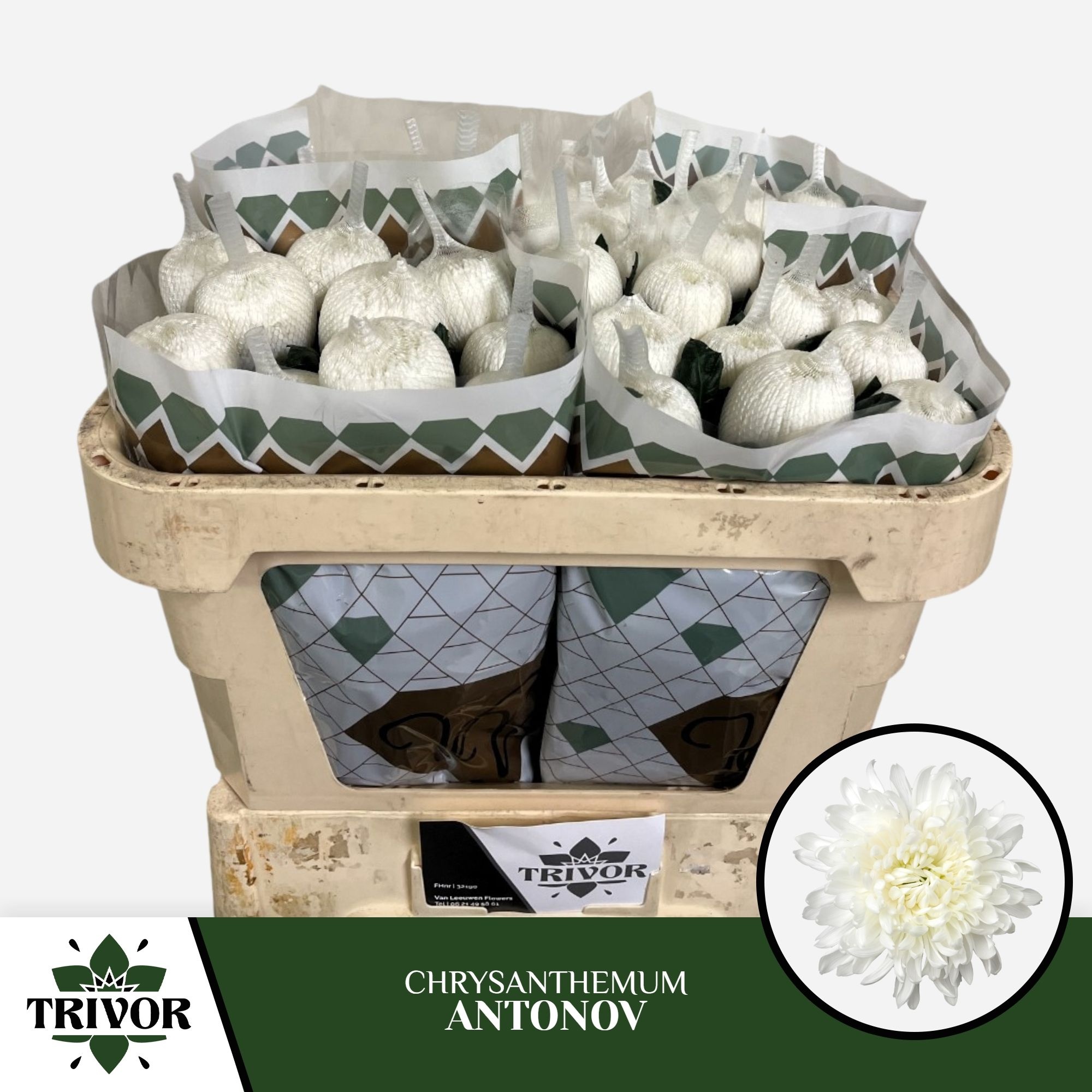 Хризантема од. Антонов 65, шт.