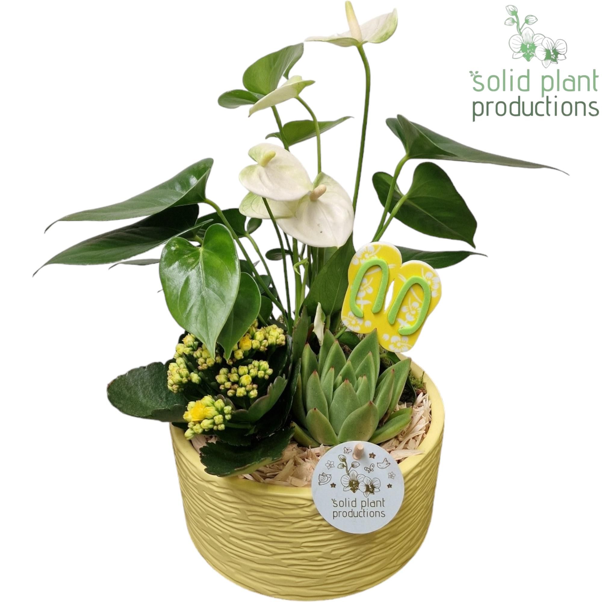 AT003 Loes Yellow Anthurium, D 22