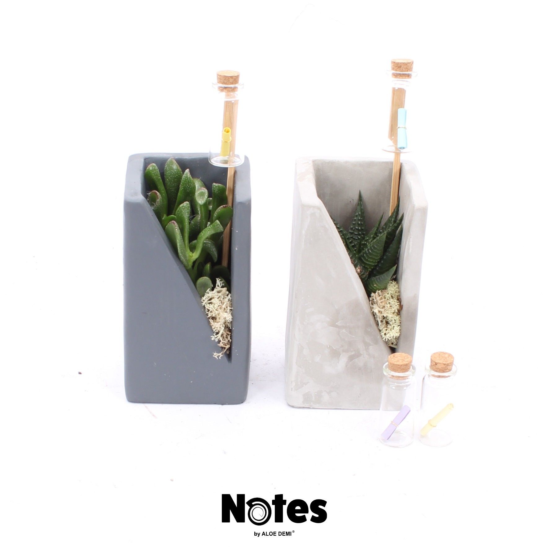 TRULY Succulent, Meles concrete moss - NOTES, D 7