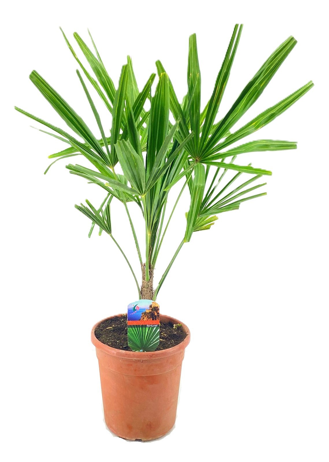 Trachycarpus fortunei, D 21