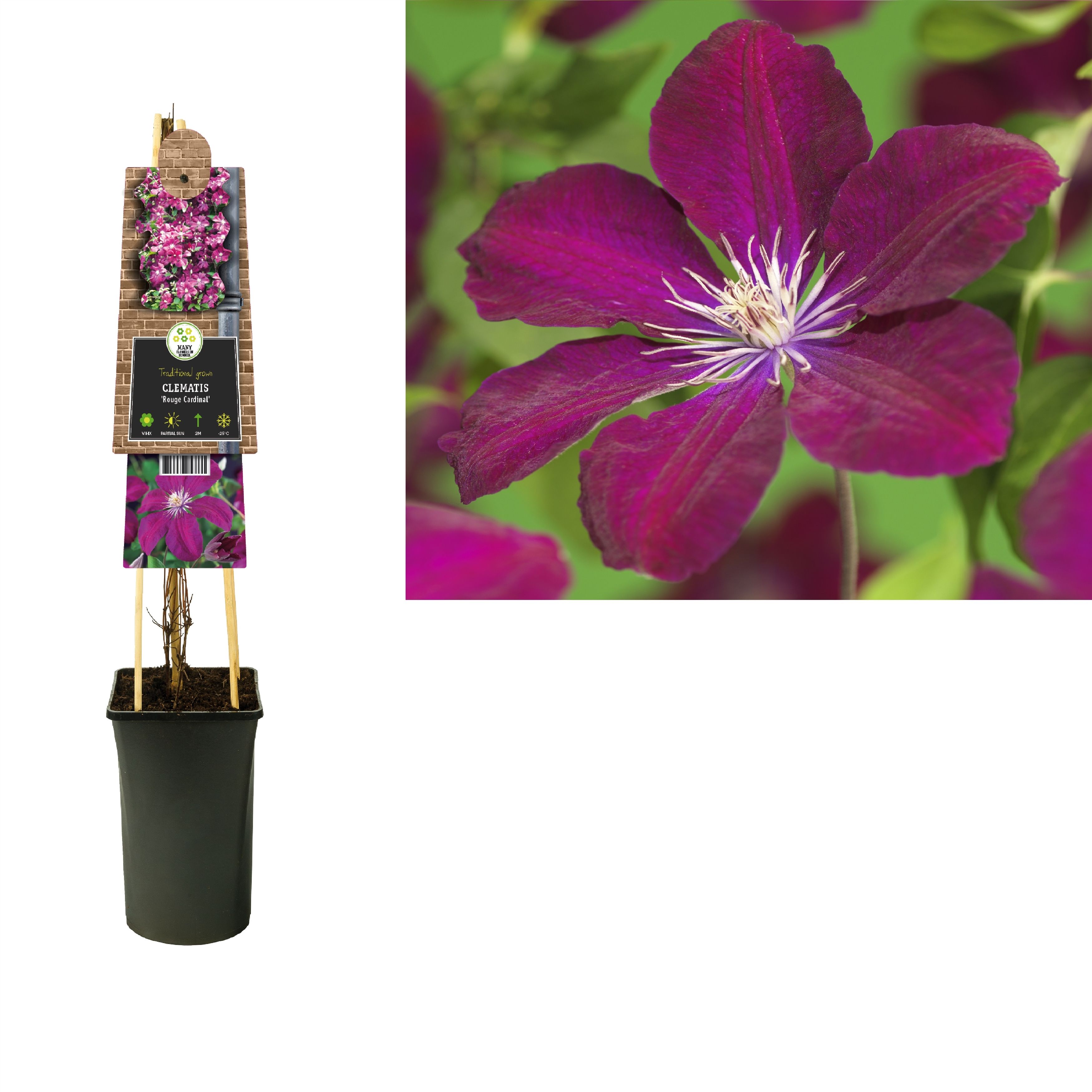 Clematis 'Rouge Cardinal' +3.0 label, D 17