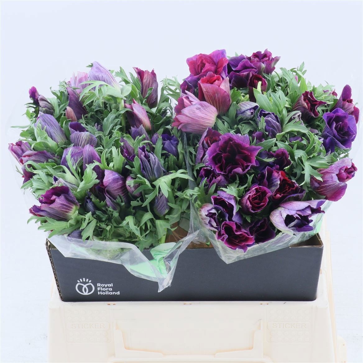 Анемон Галил Бордо 40 (бордо), шт.