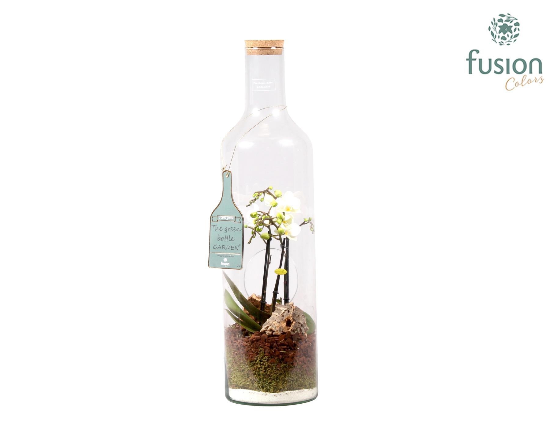 Green Bottle fles Jumbo met Phalaenopsis D17 H62, D 17