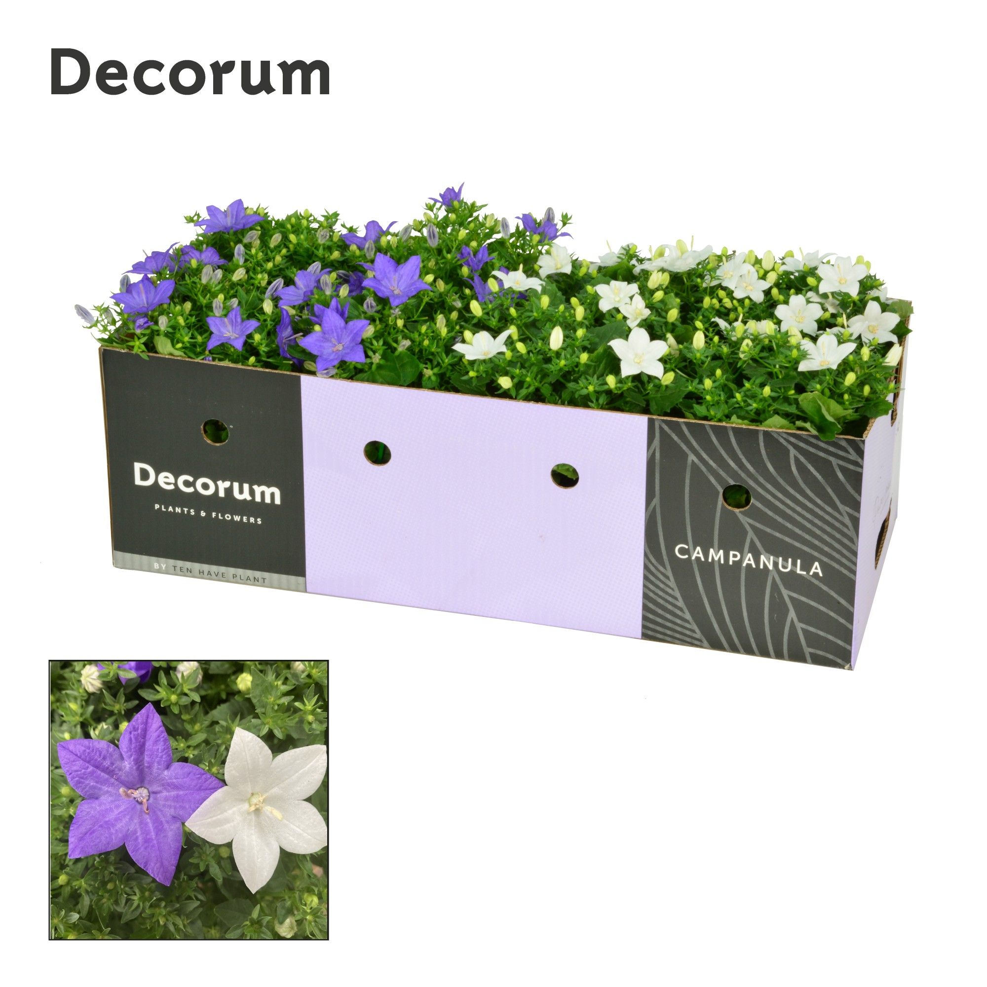 Campanula Blauw Wit Mix Decorum Decobox, D 11