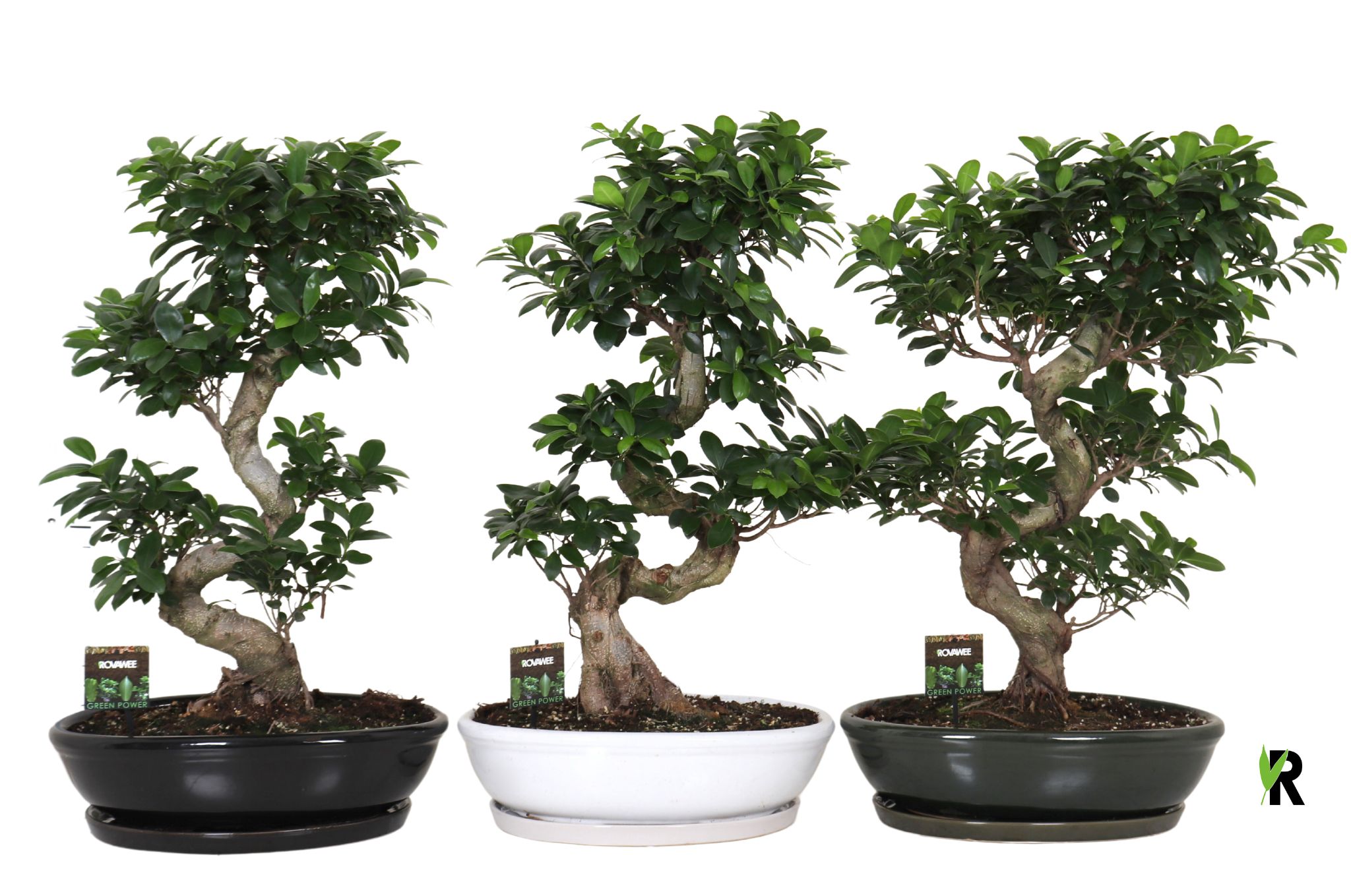 Ficus micr. S-type in keramiek ovaal schaal met schotel gemengd, D 45