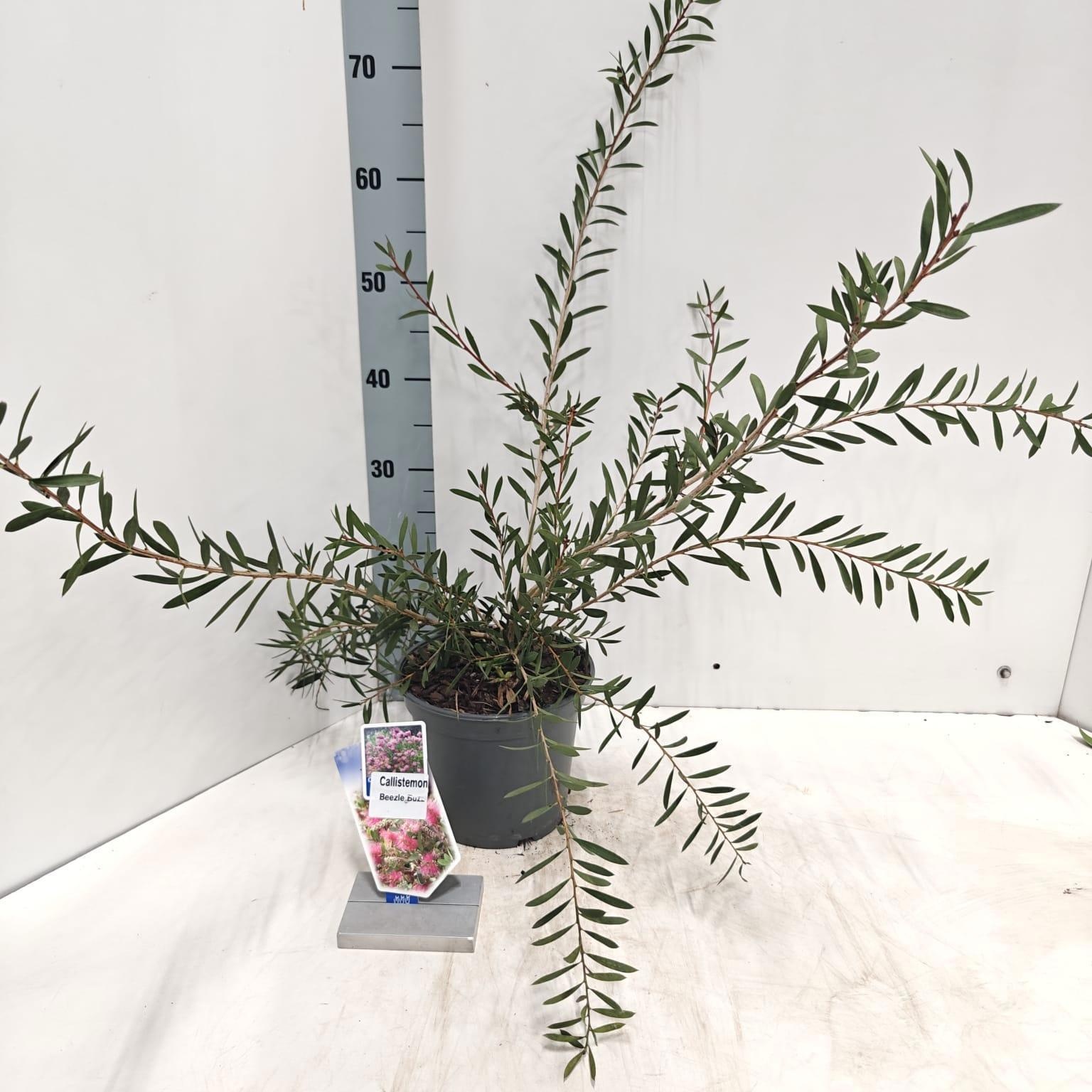 Callistemon 'Beezle Buzz', D 17