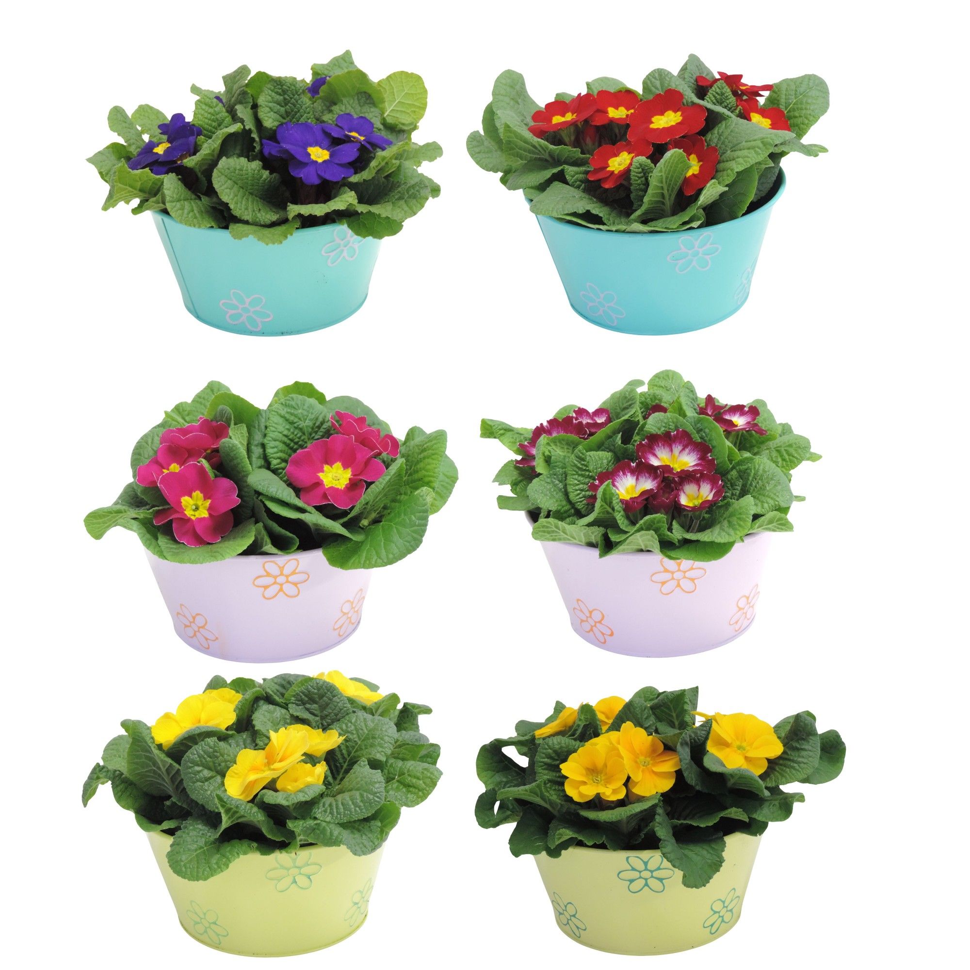 Collectie Daisy Primula in Zink 18 cm, D 18