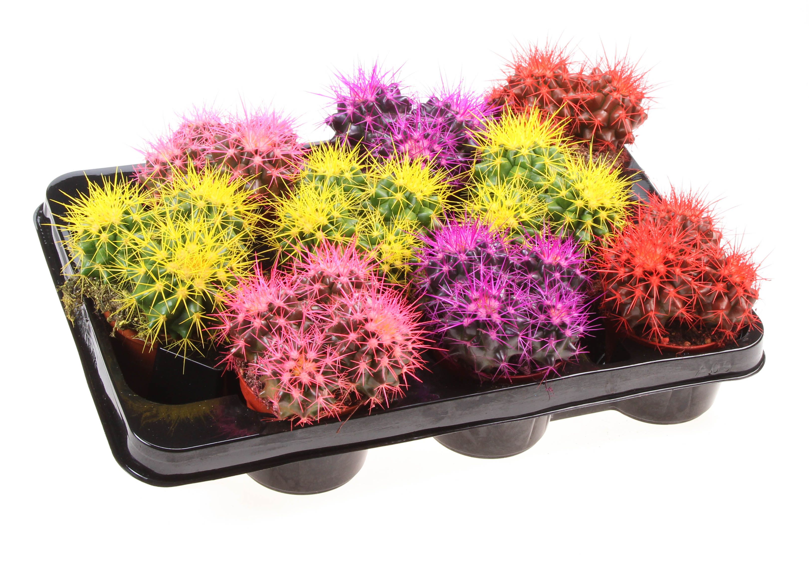 Grusonii rainbow dubbel XXL, D 8,5