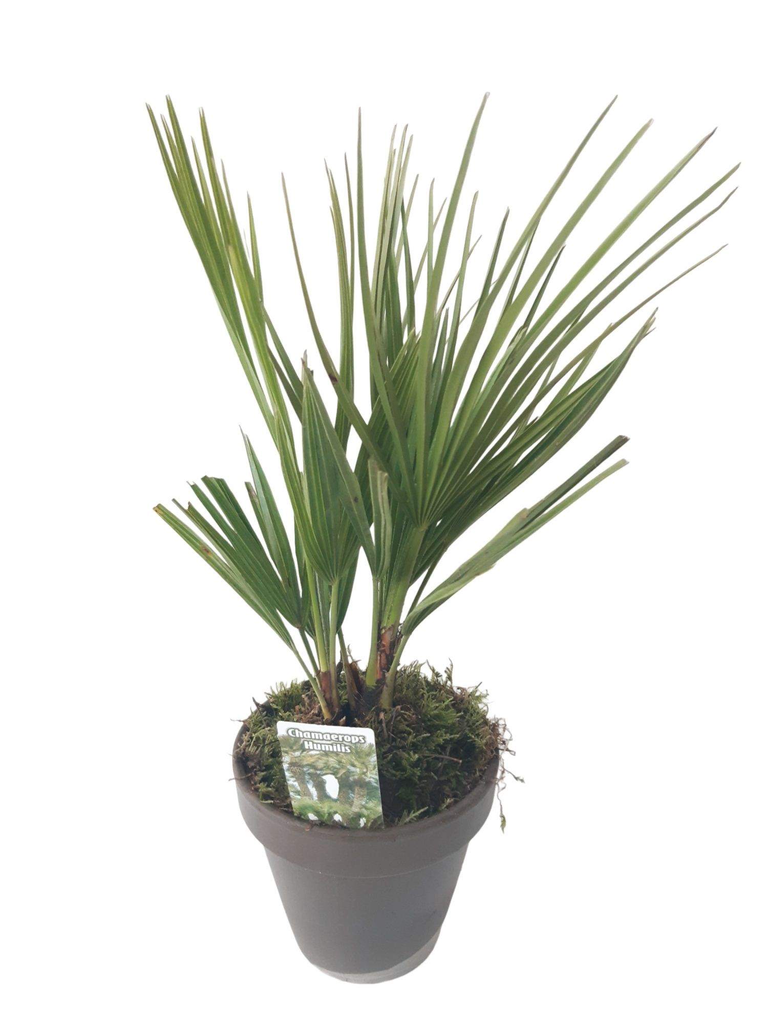 BLP16CH terrasbloempot grijs Chamaerops Humilis, D 16
