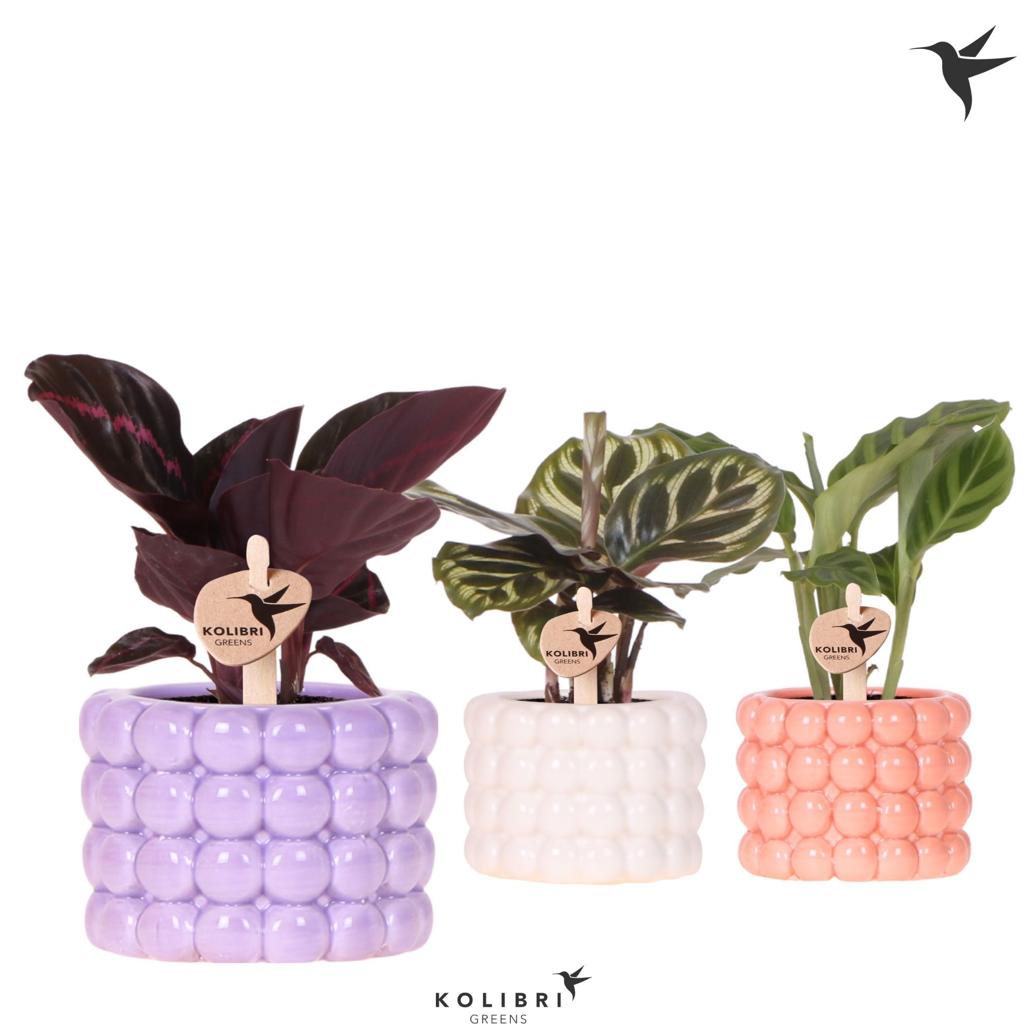 Kolibri Greens Calathea mix in Poppy pot mix, D 6