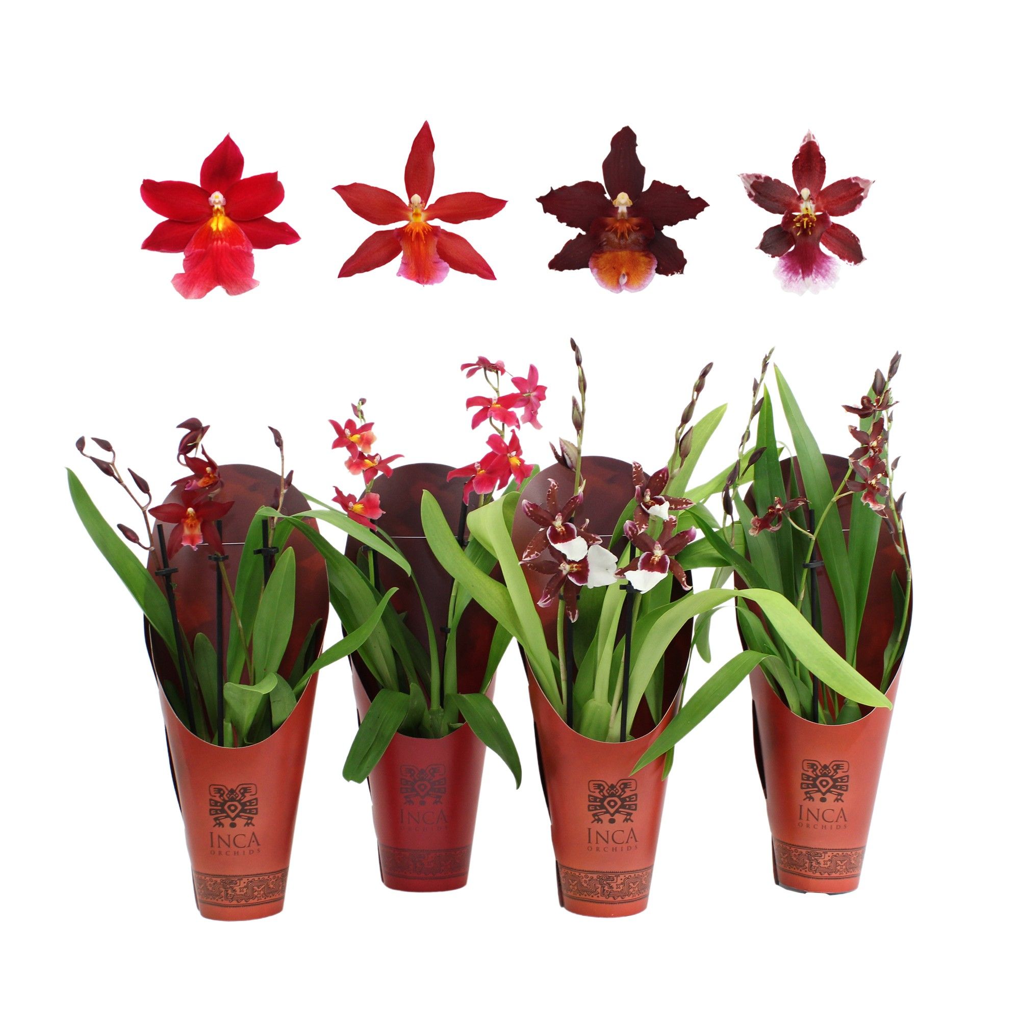Inca Cambria Red Beauty mix 2 spike 9cm in luxury cover, D 9