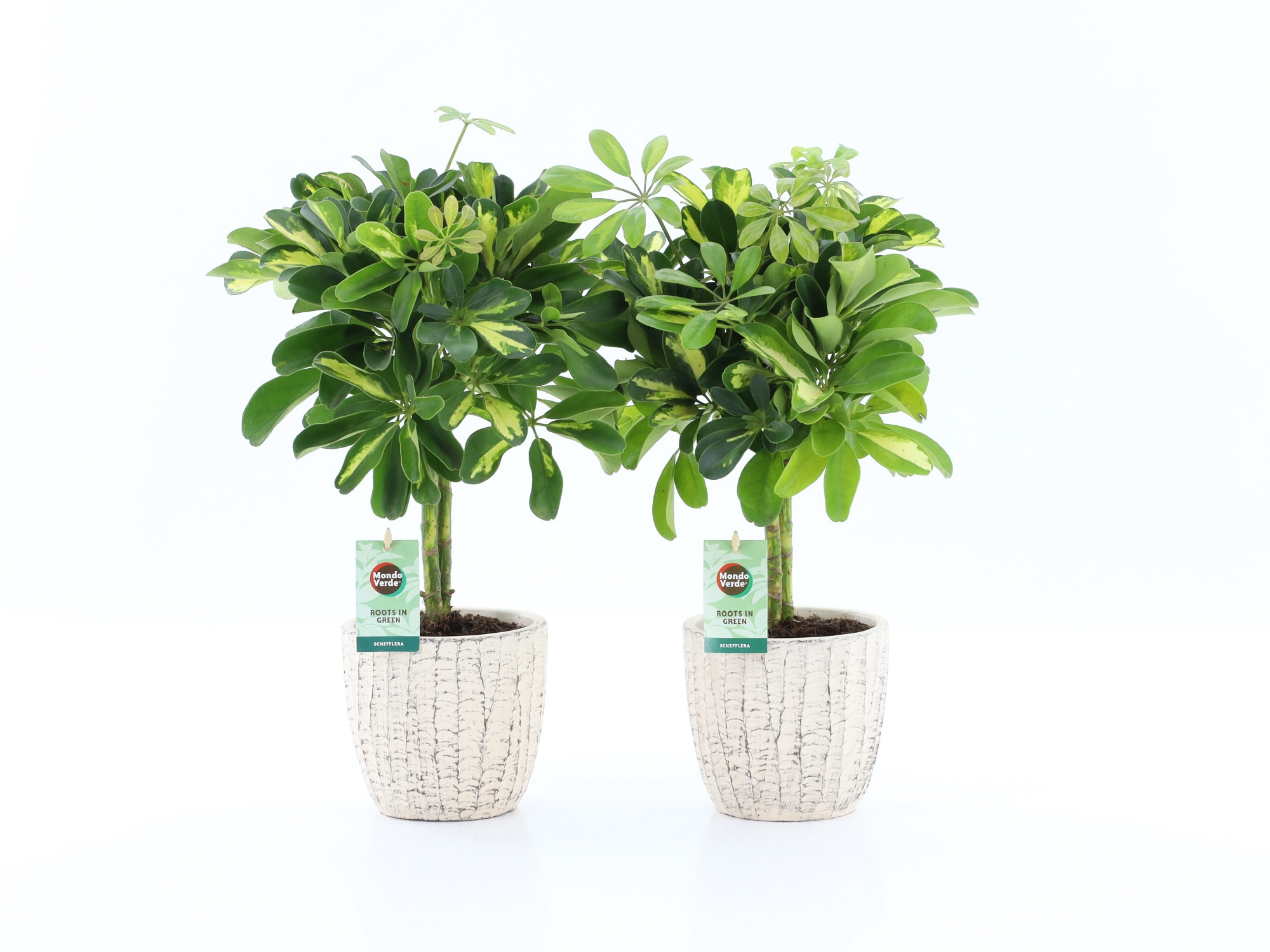 Schefflera Gold Capella in Sculpture keramiek, D 13