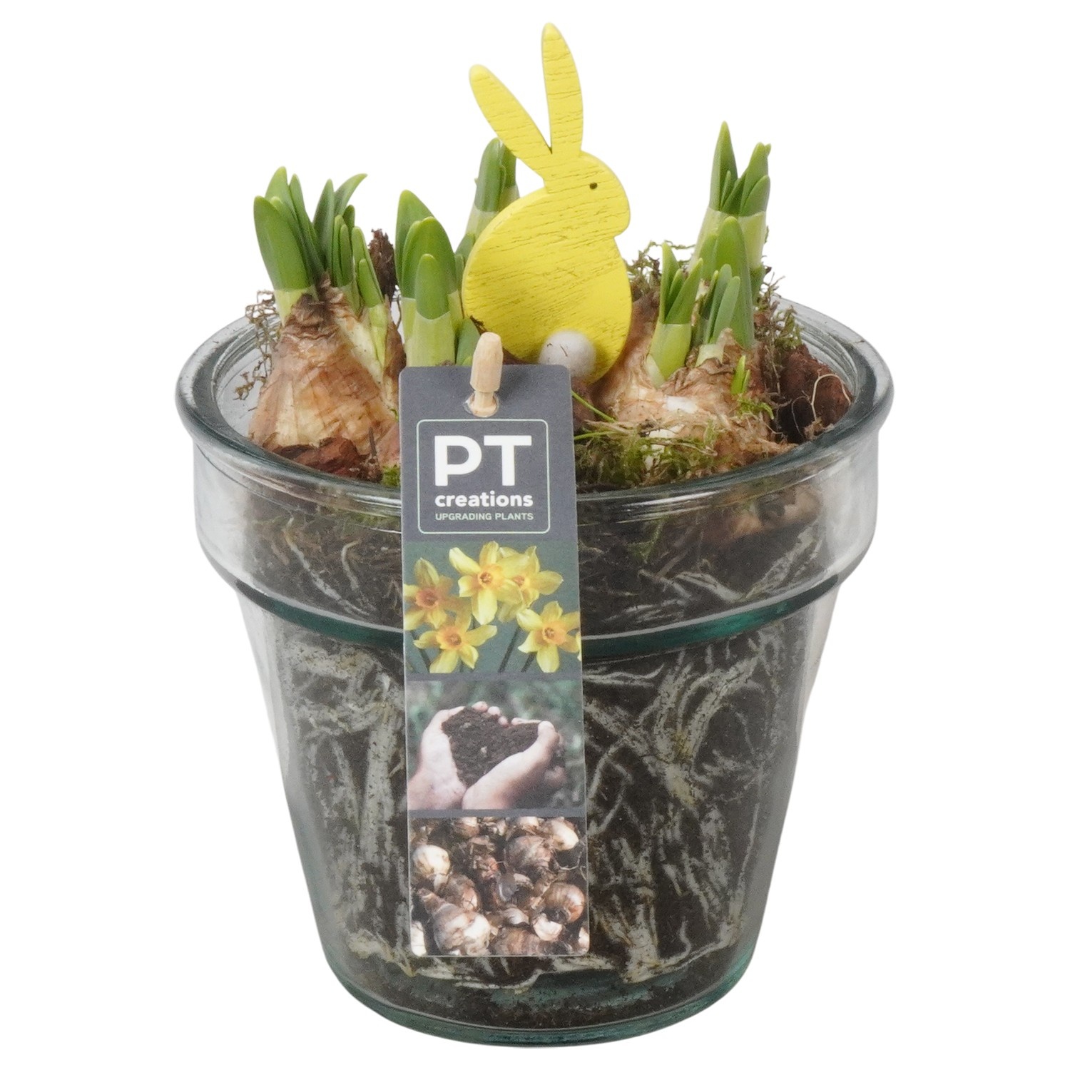 PTNP4514 Arrangement Narcissus Easter in glazen vaas, D 13