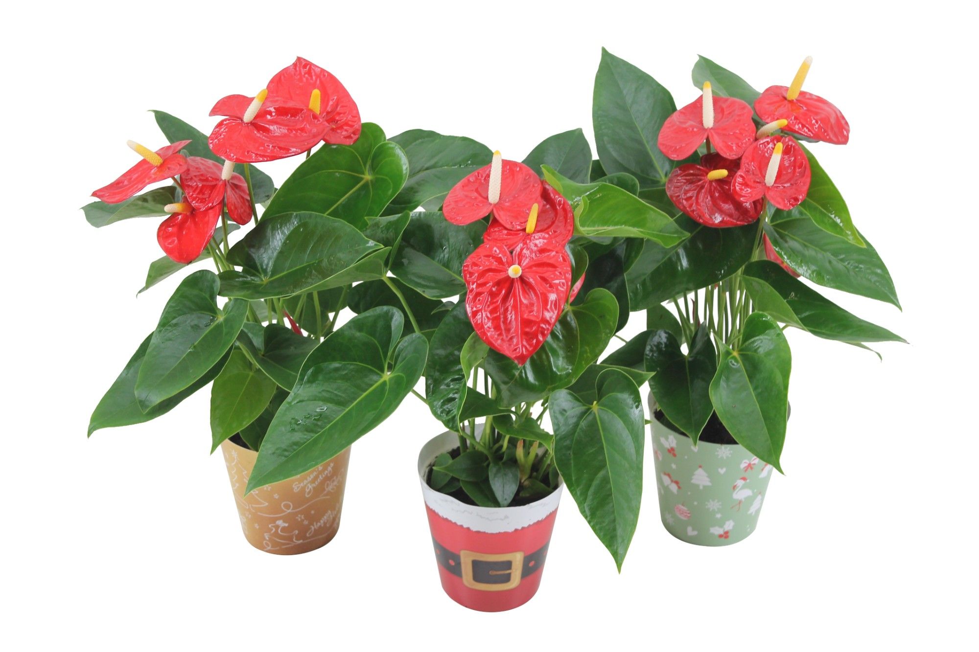 Anthurium XL.10 Mauii Red 12cm in verschillende kerstcovers, D 12