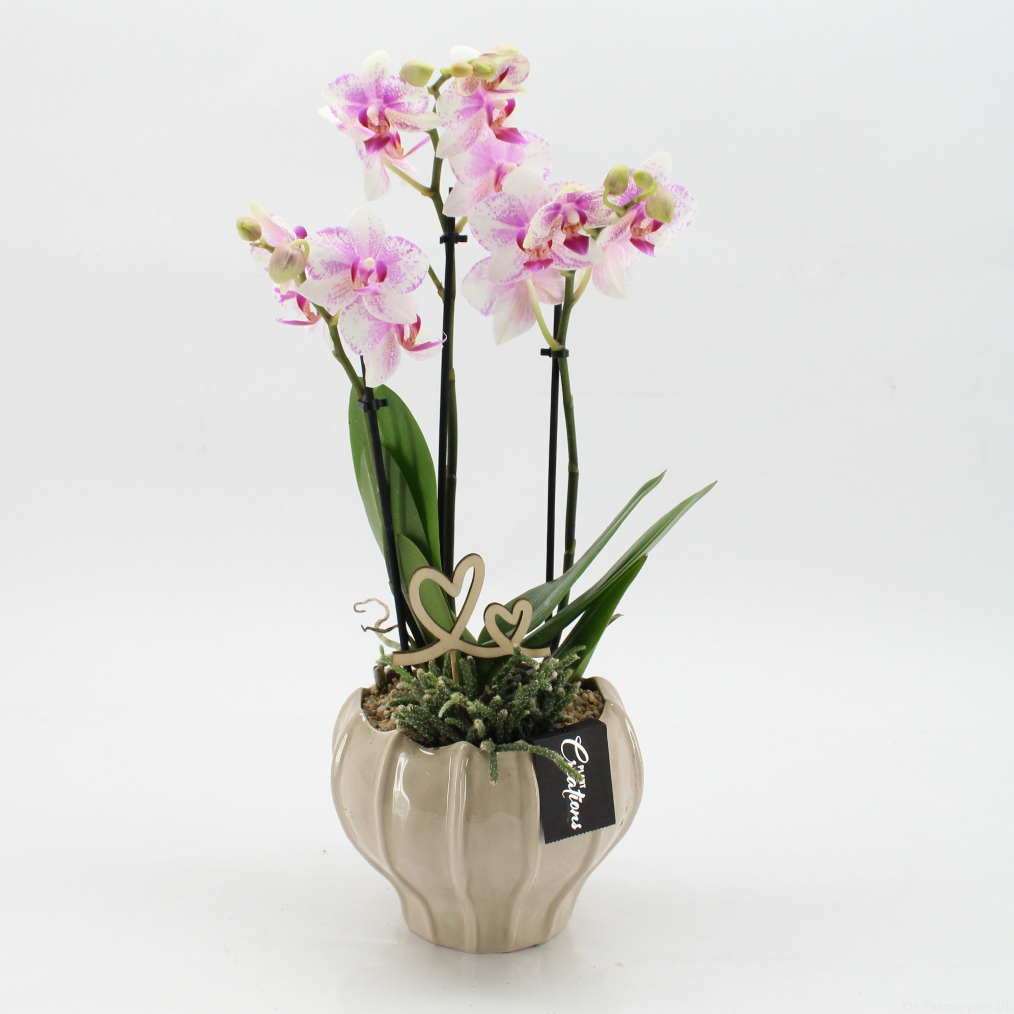 PHALRM-2610RZ Romantic Phalaenopsis, D 16