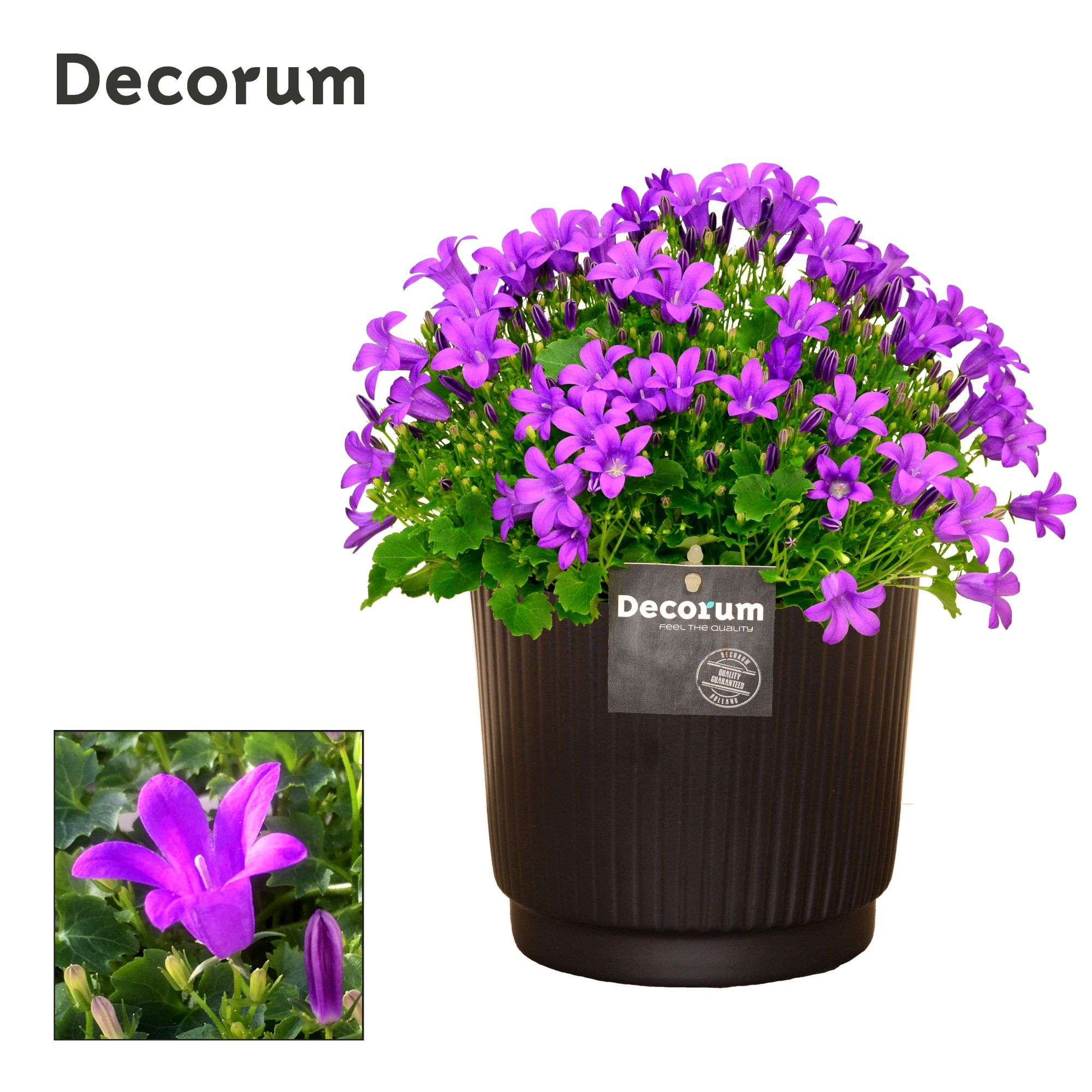 Campanula Porto LL Liv Decorum, D 14
