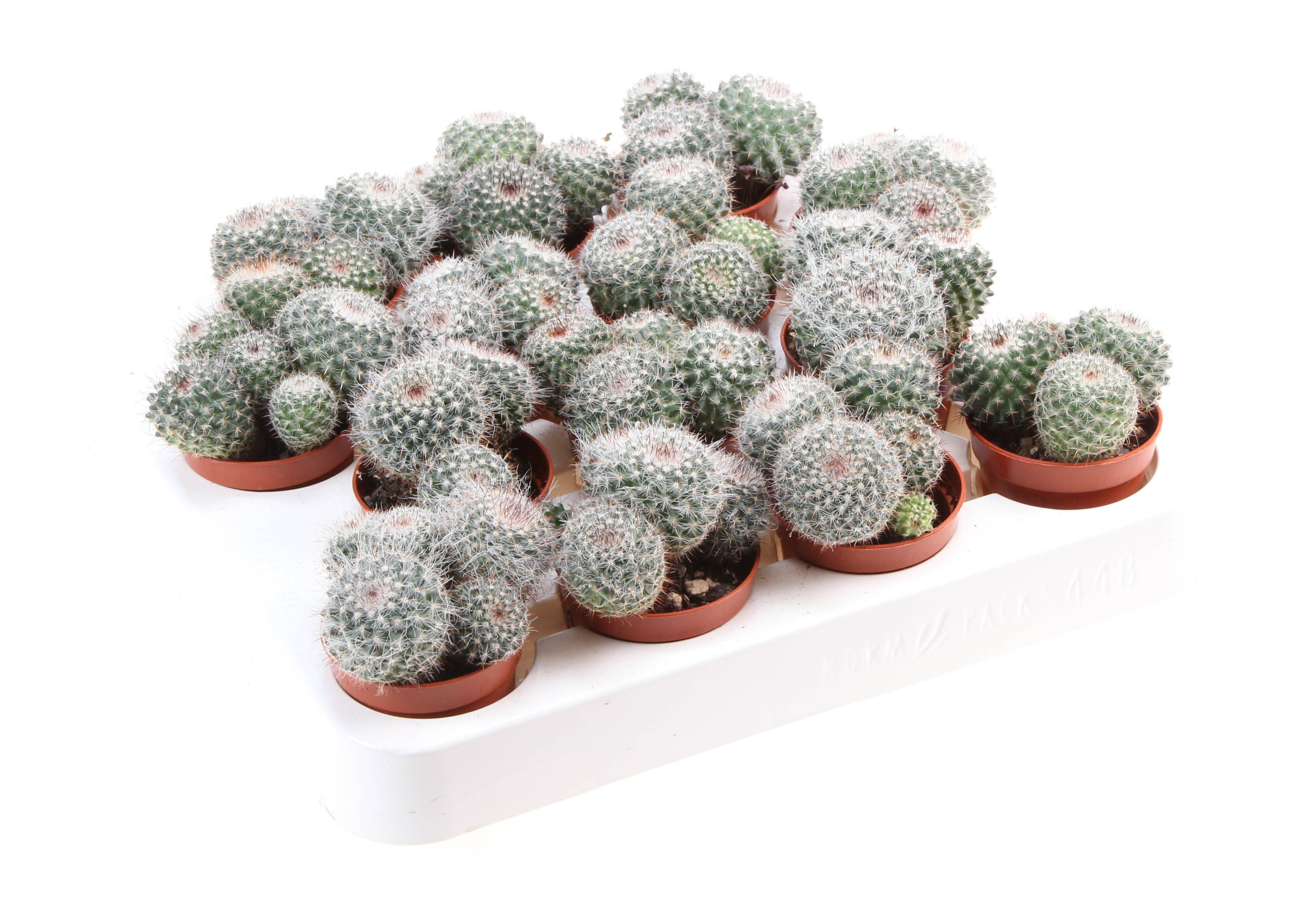 Mammillaria hahniana, D 5,5