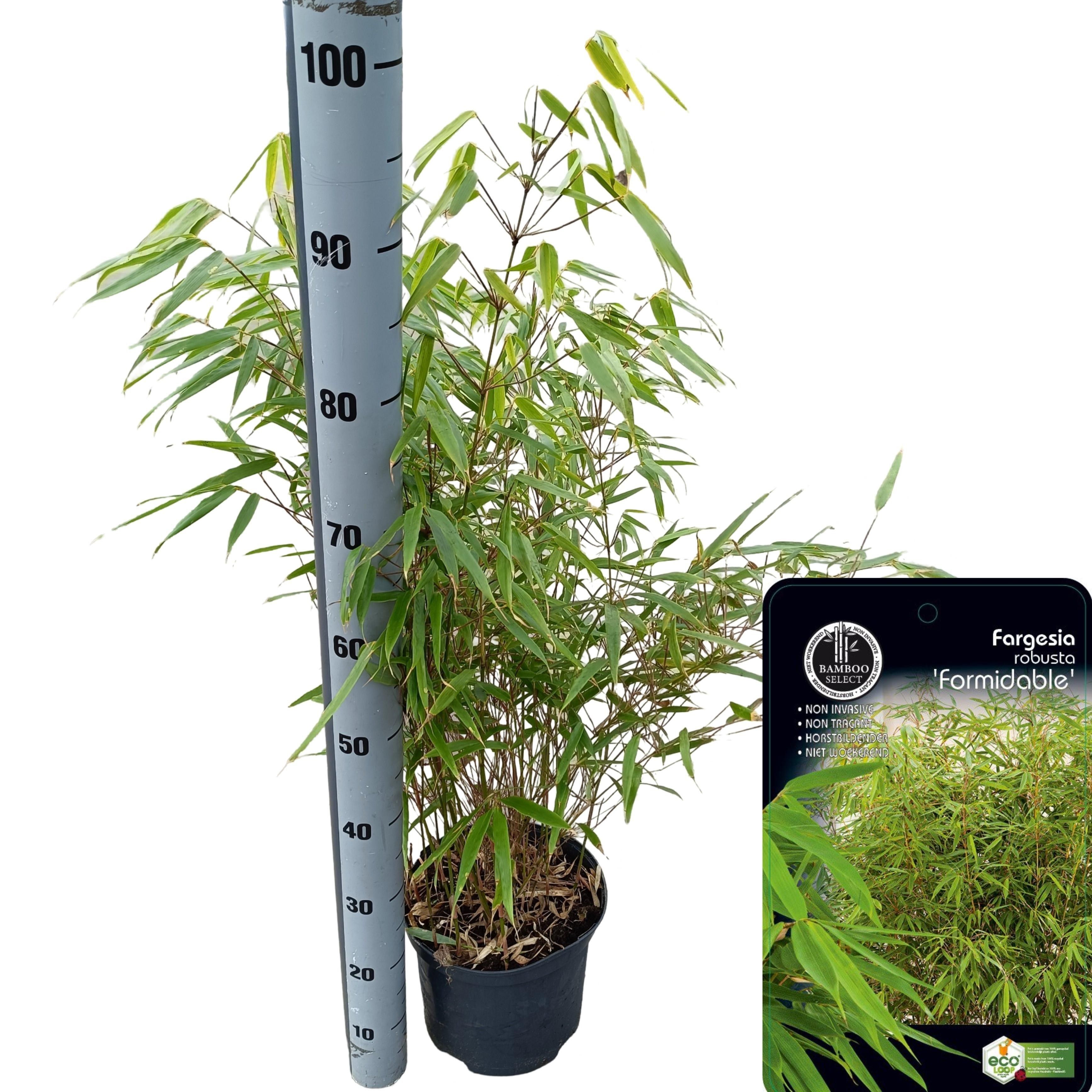 Fargesia robusta 'Formidable', D 23