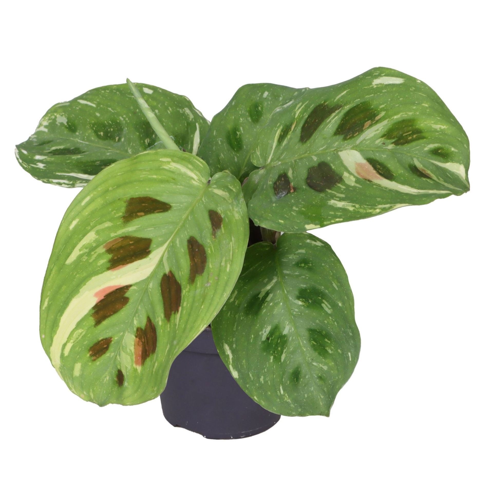Calathea Kerchoveana Variegata 6 cm, D 6