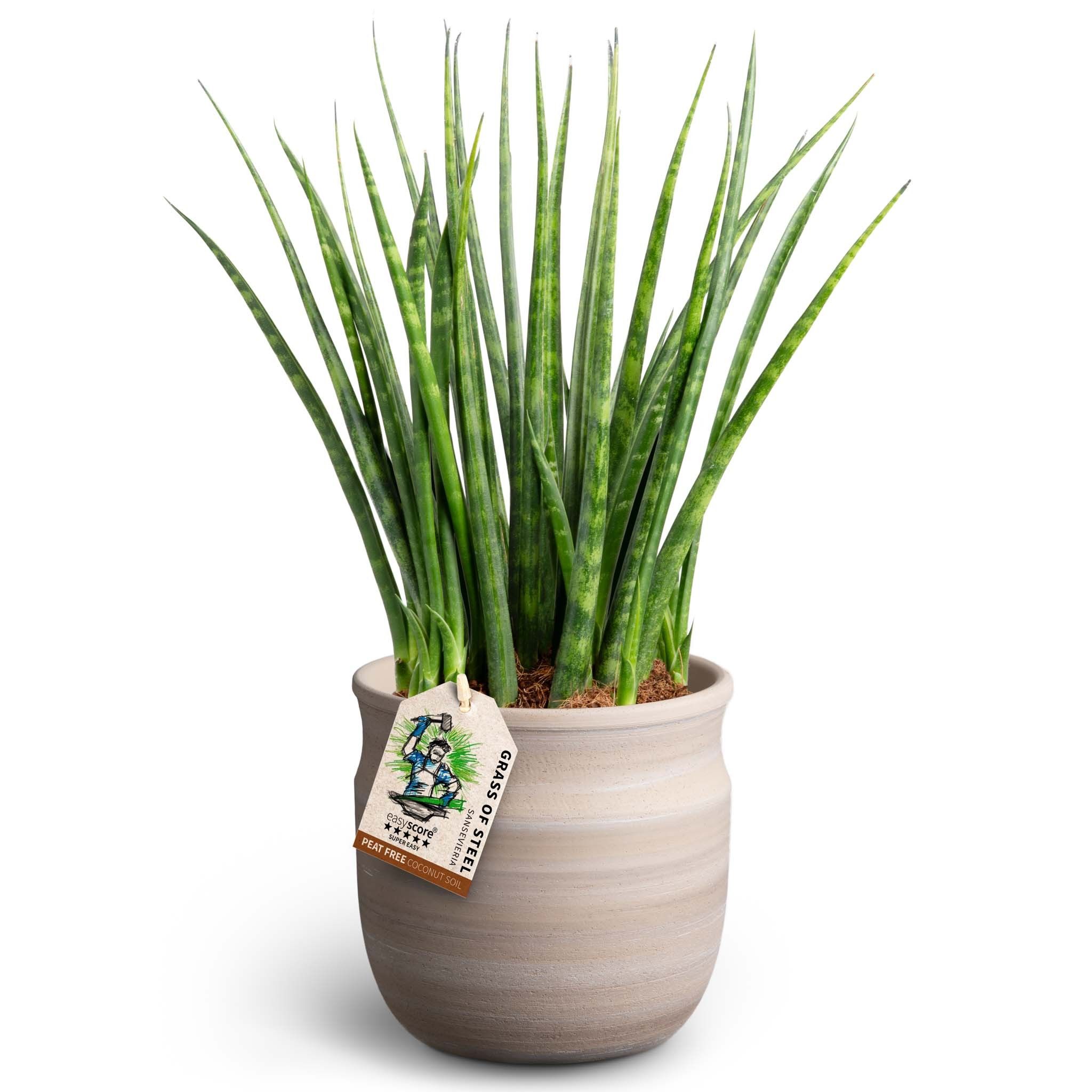 Maceta Sand, Sansevieria ´Fernwood´, D 12