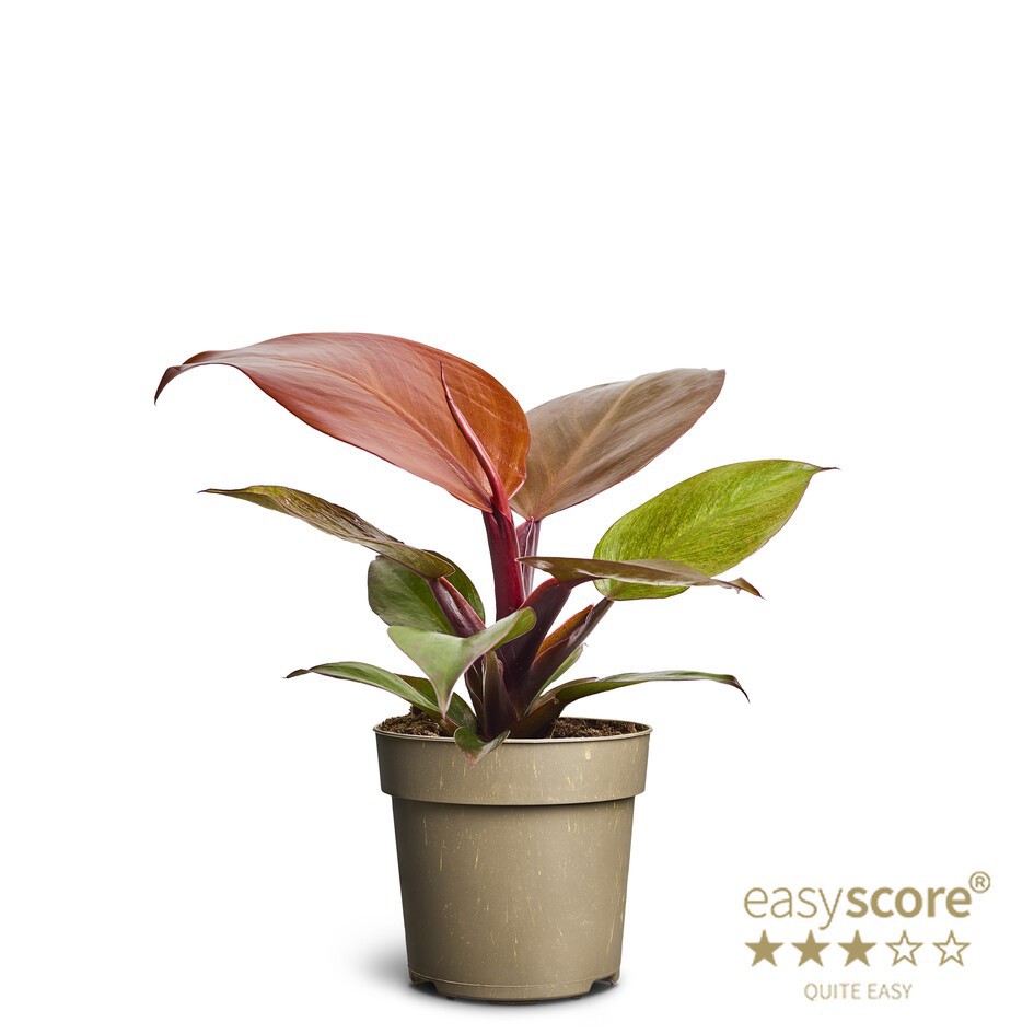 PHILODENDRON ERUBESCENS 'Cherry Red', D 11