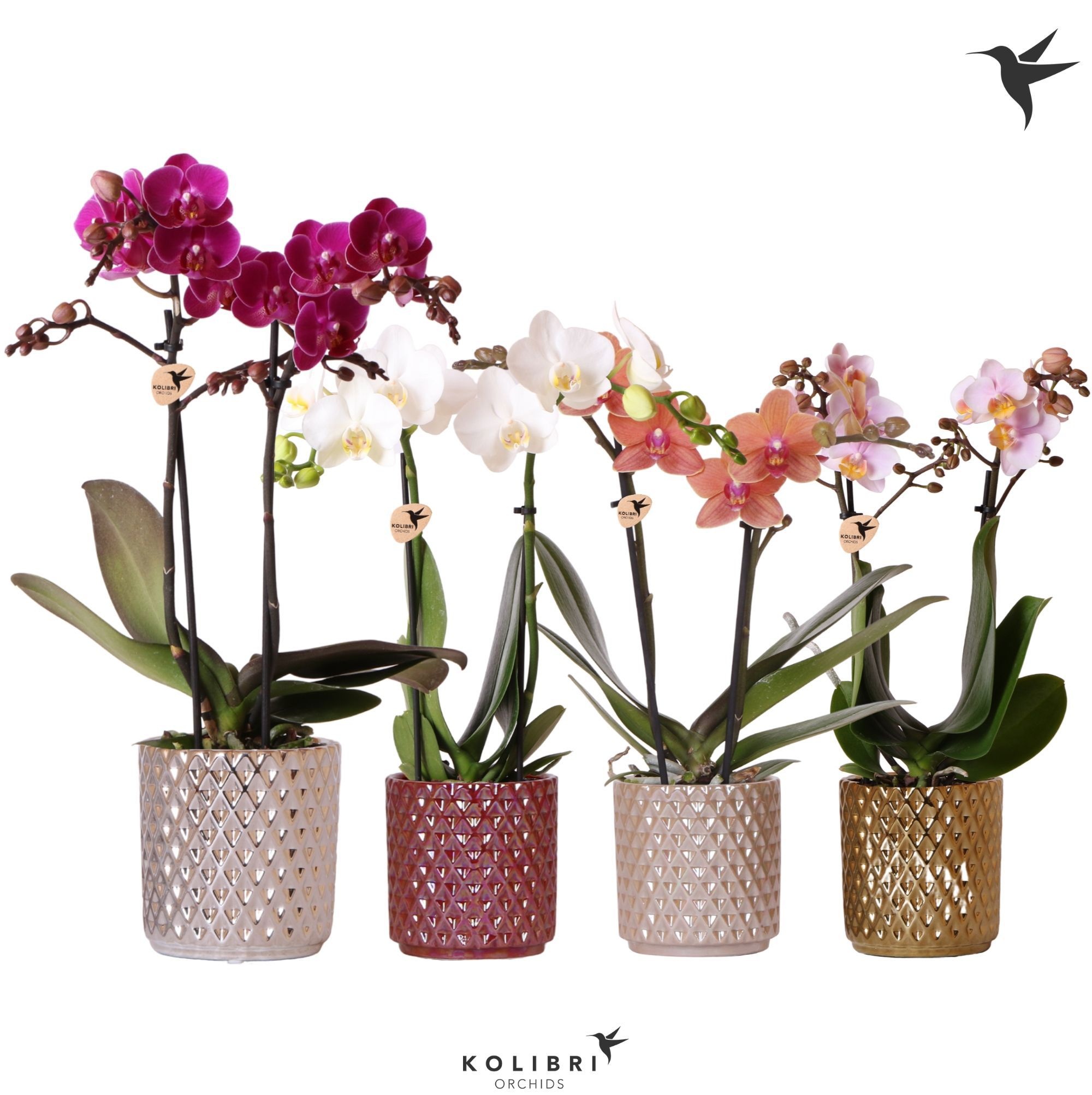 Kolibri Orchids Phalaenopsis mix 2 spike in Diamond pearl mix, D 9