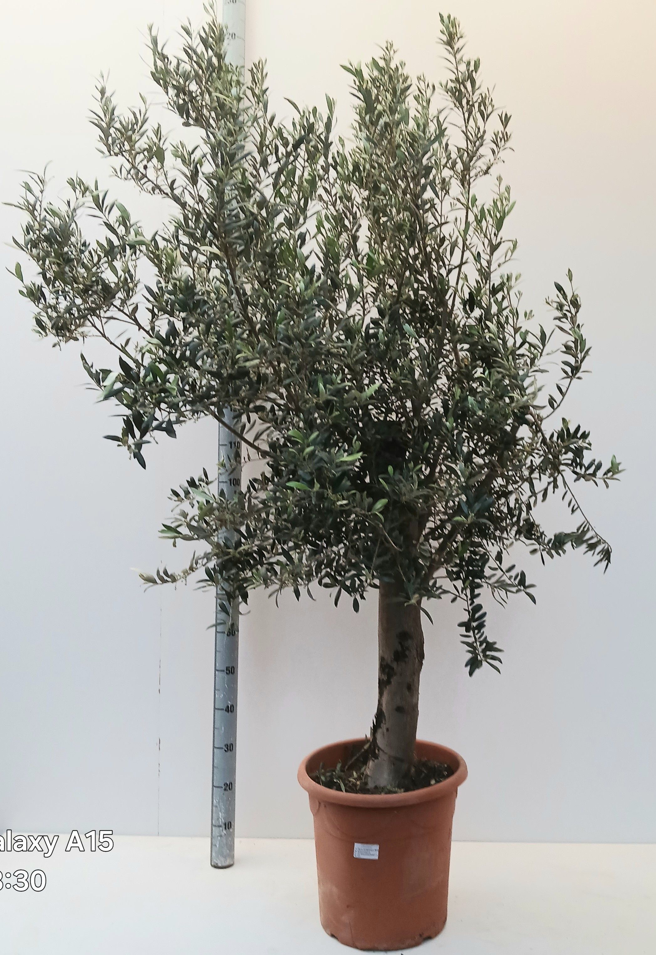olea europaea, D 45
