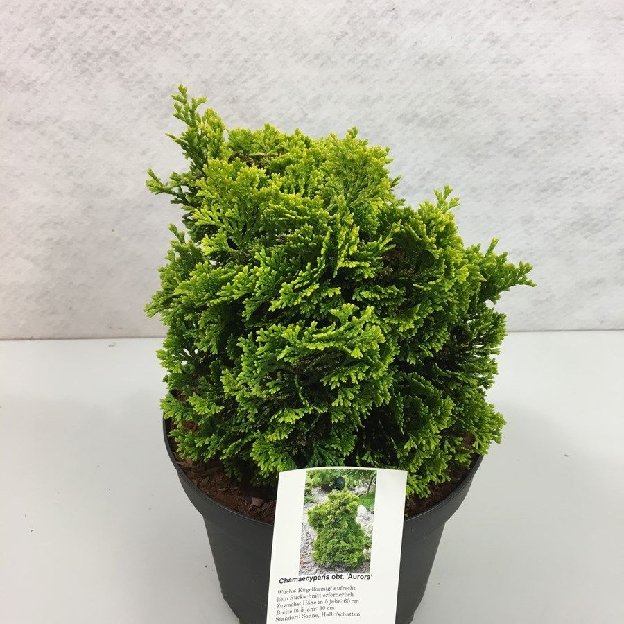 Chamaecyparis obtusa 'Aurora', D 19