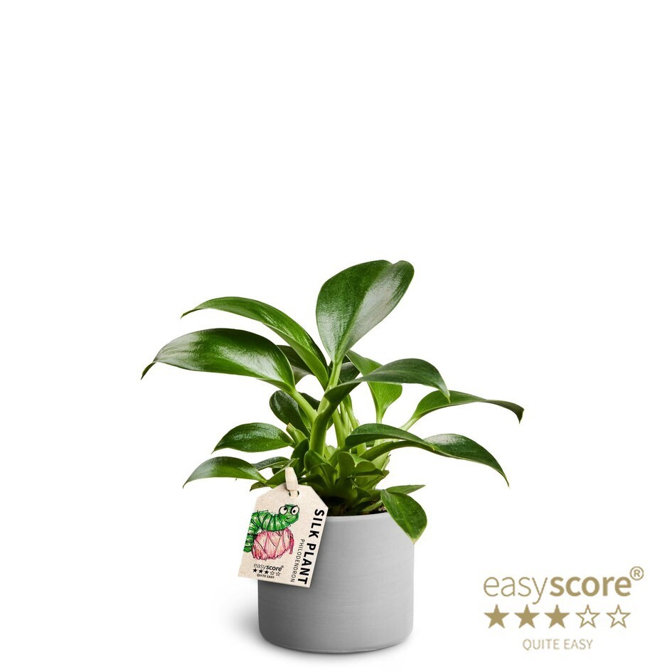 PHILODENDRON ERUBESCENS 40625054 Raw Grey P. Green Pr, D 7