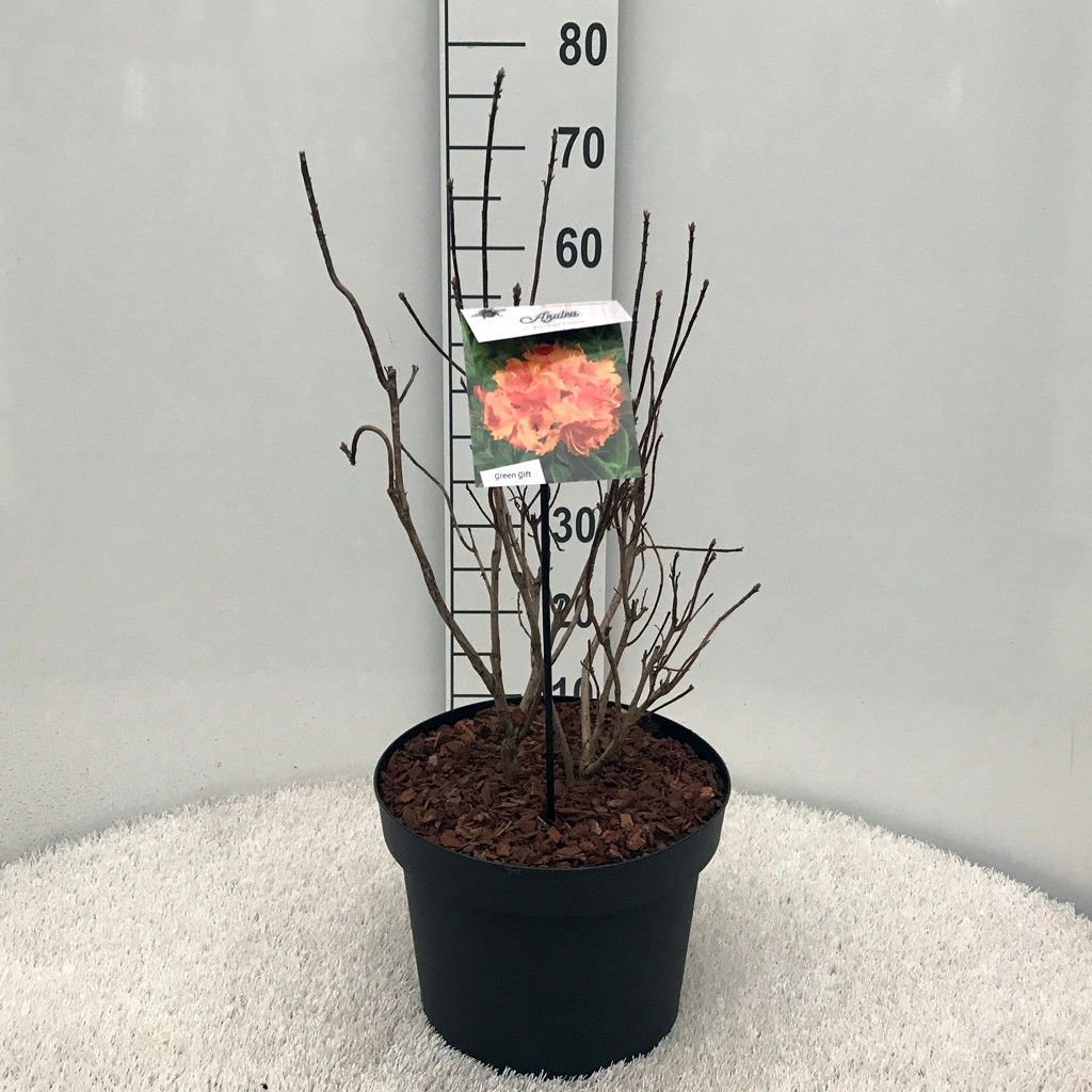 Rhodo. (AM) 'H.H. Witte' orange, D 29