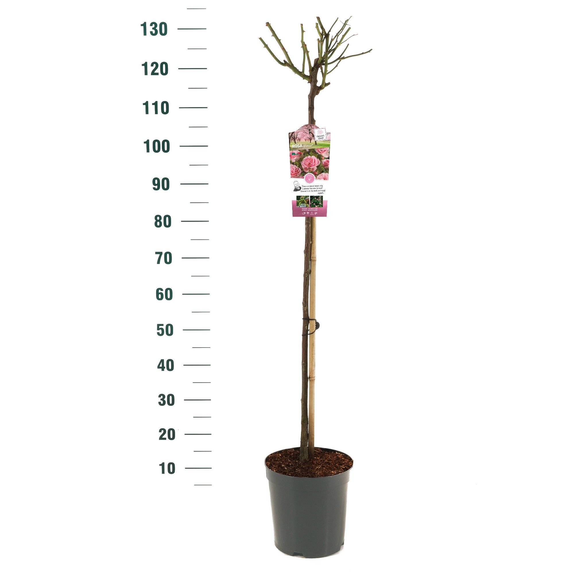 Rosa 'Bonica' - 90 Stam - Basic Collection, D 24