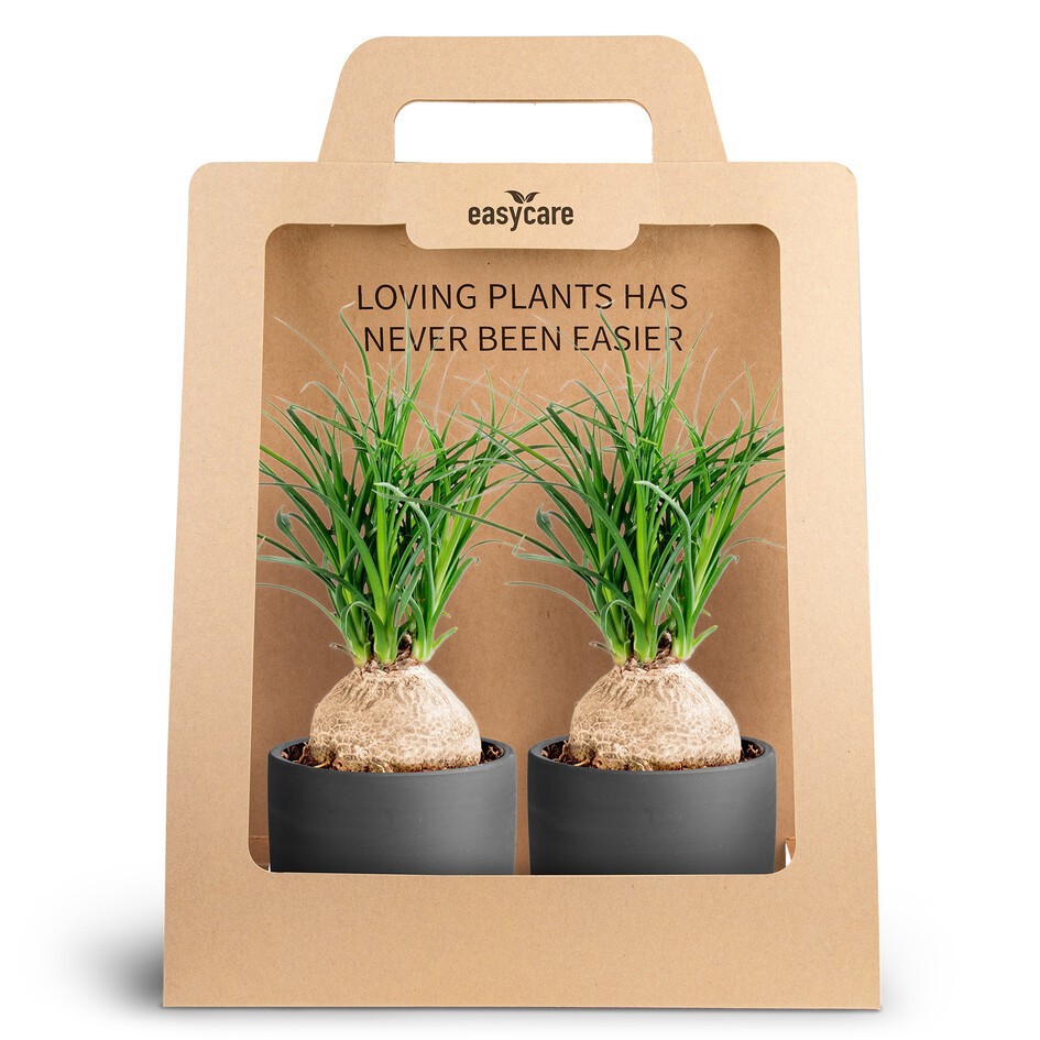 Beaucarnea recurvata 30990021 2-Pack Raw Black Beau, D 10