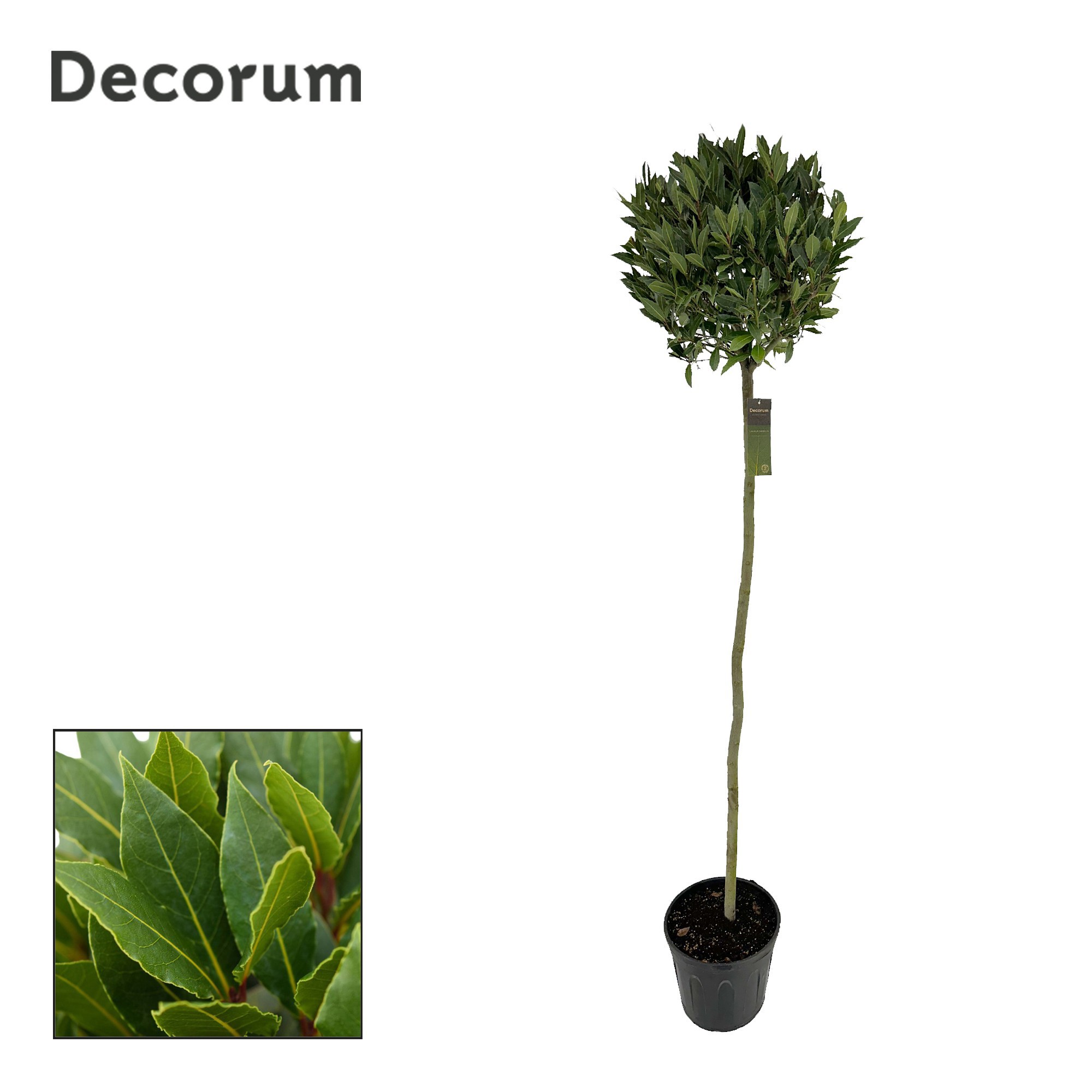 Laurus nobilis Bol op stam, D 30