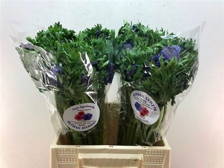 Анемон Галил Блю 40 (син.), шт.