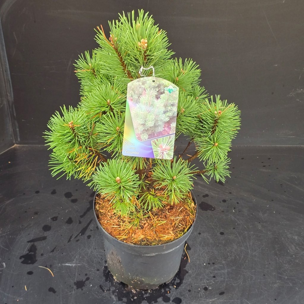 Pinus mugo Columbo, D 26