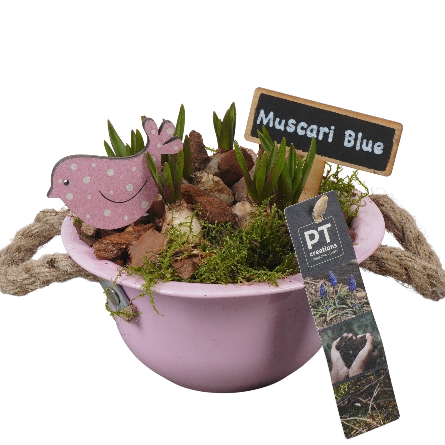 PTMB6105 Arrangement Muscari Blue in zink schaal, D 16