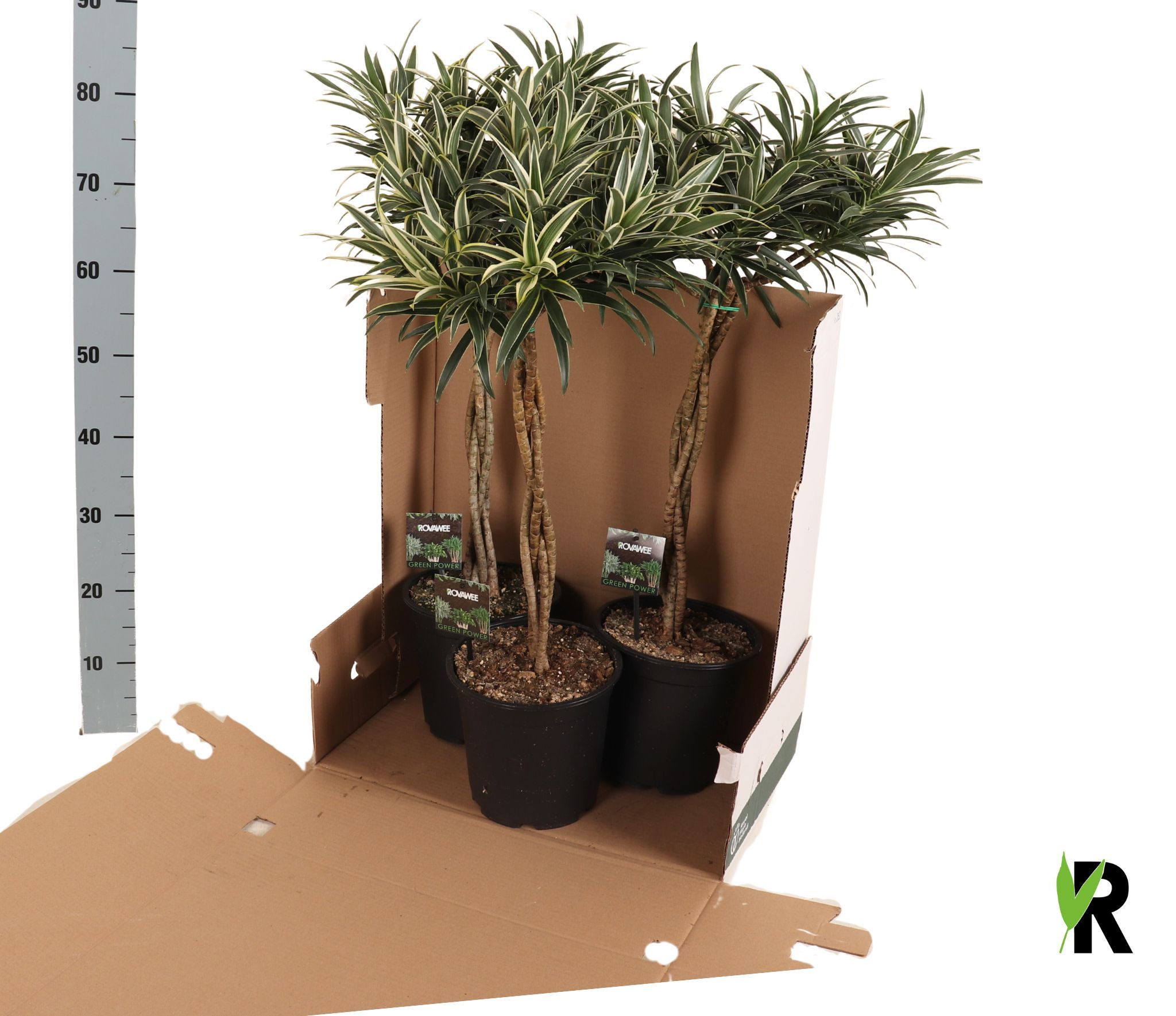 Dracaena reflexa Valentina gevlochten stam in fust 352, D 21