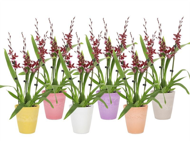 Polystone p12 Wave mix Barrocco 3-4 tak regular, D 12