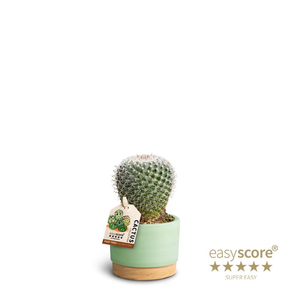 MAMMILLARIA ZEILMANNIANA 40664088 WB Matcha, D 7