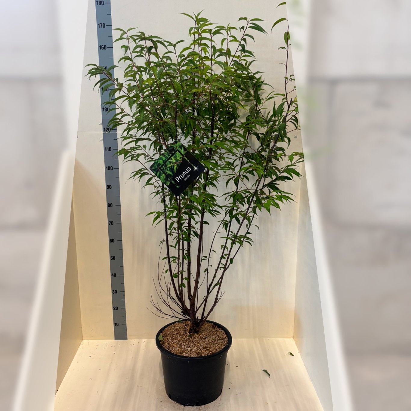 Prunus serrula, D 40