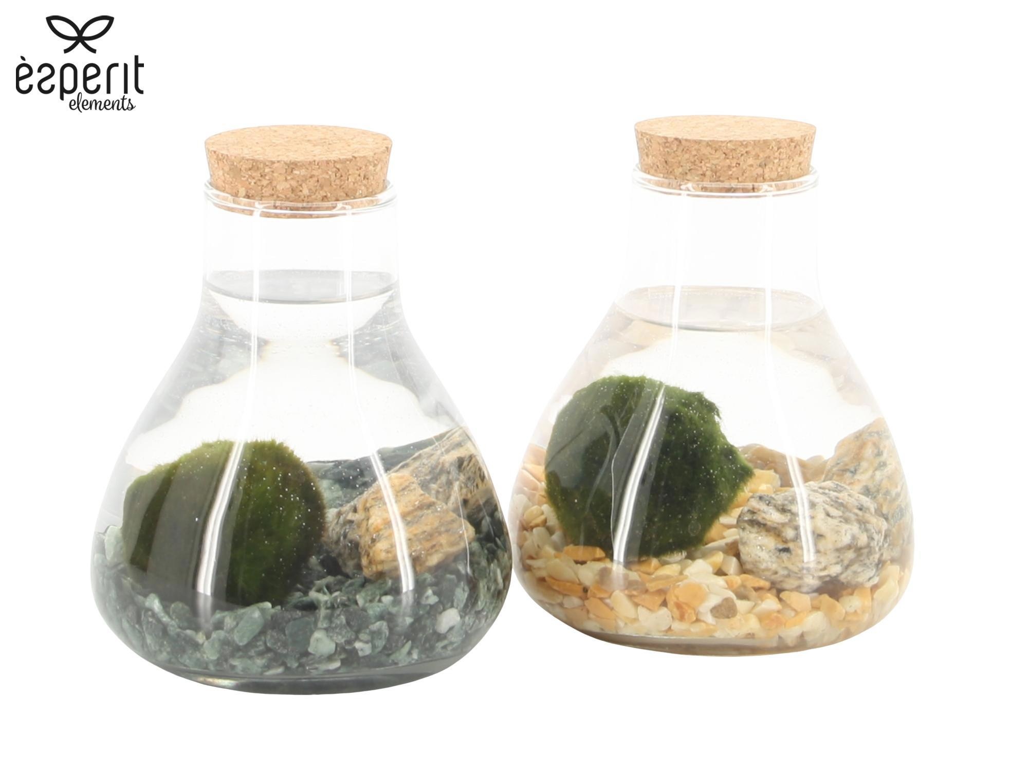 90526: Marimo arrangement, D 10