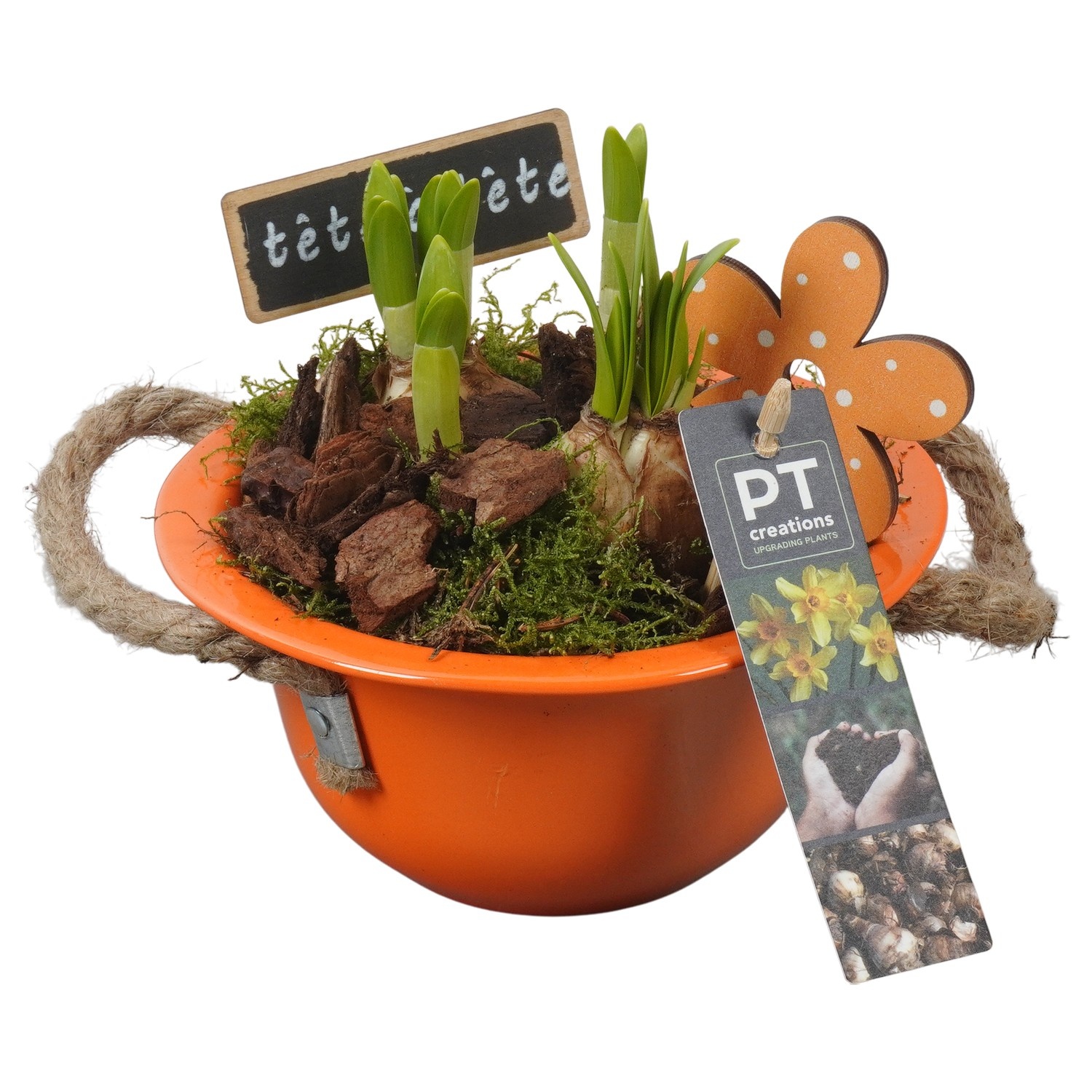 PTN8509 Arrangement Narcissus in zink schaal, D 16