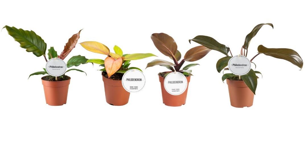 Philodendron Autumn Mix, D 12