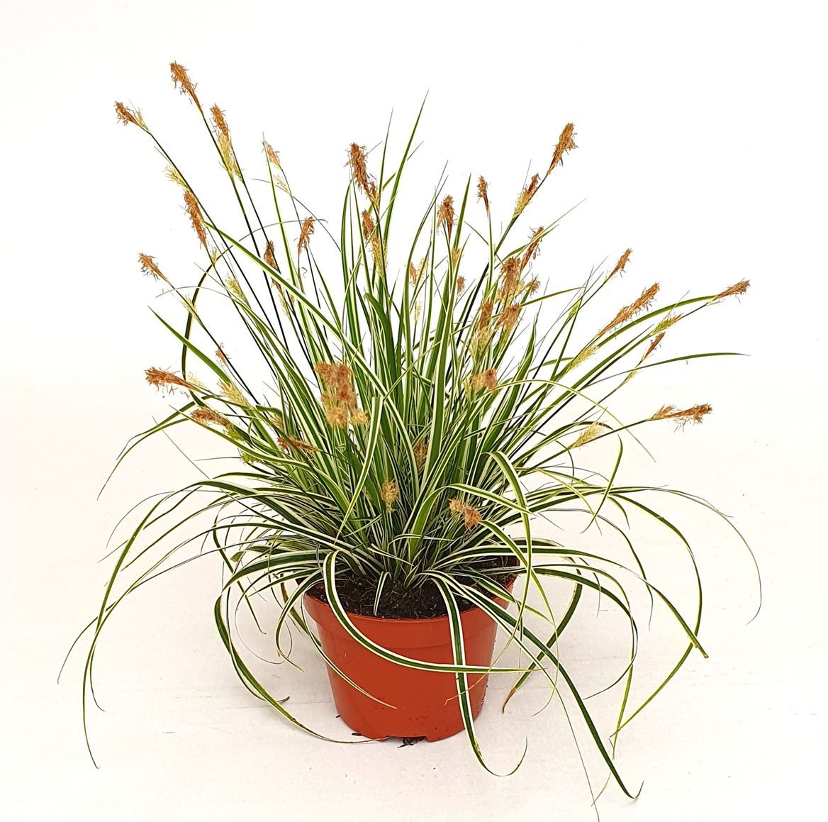 Carex osh. 'Everest, D 10,5