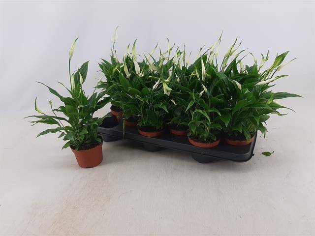 Spathiphyllum 10,5 cm Rondo, D 10,5 cm