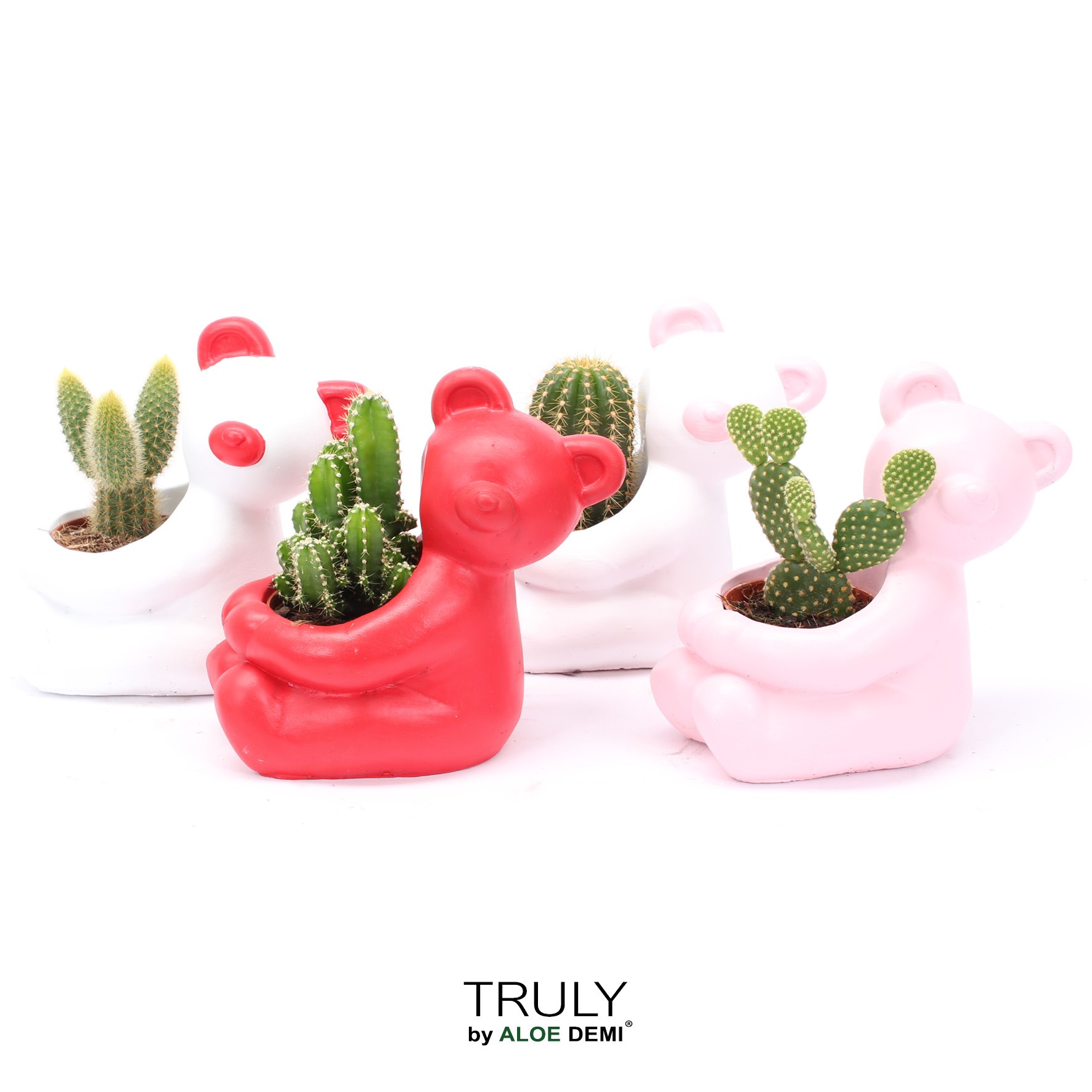 TRULY Cactus, Bear, D 14