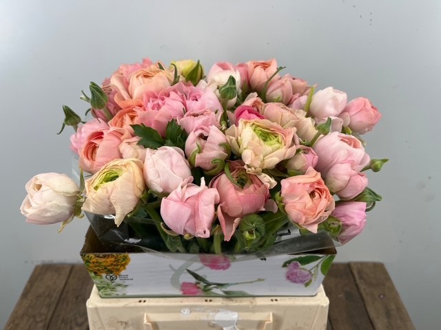 Ранункулус Элеганс Салмон 40, шт.