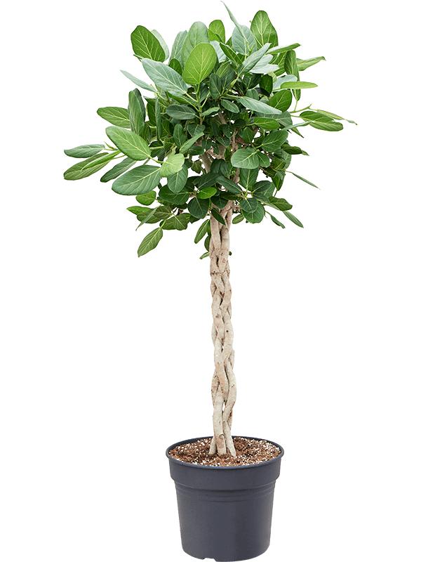 Ficus benghalensis 'Audrey', D 30